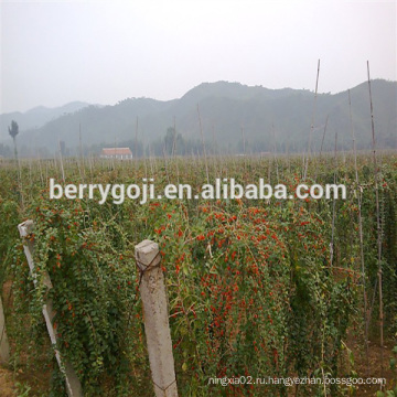 Goji / Wolfberry / Lycium Barbarum plant tree